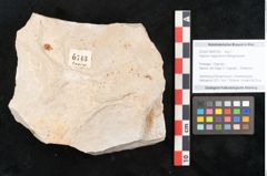 Foto (Objekt + Etikett) von Hypnum sagorianum Ettingshausen (NHMW-GEO-2024-0188-6743)